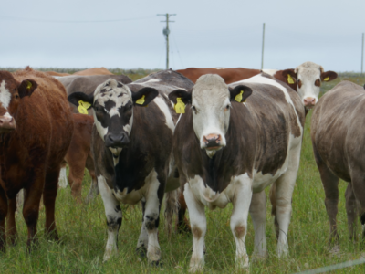 What does a cow and financial planning have in common?